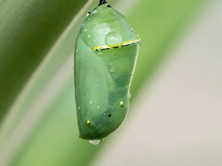 Bicho de seda